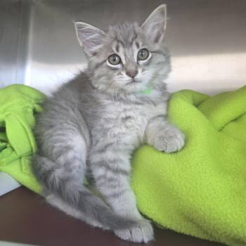 Shaggy -  Domestic Long Hair Cat for Adoption in Fort Wayne, Indiana - Shaggy | PetCurious