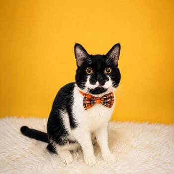 Mr. Louie -  Domestic Short Hair Cat Available for Adoption in Binghamton, New York - Mr. Louie | PetCurious