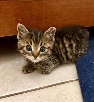 Landslide -  Domestic Short Hair Cat for Adoption in Calgary, Alberta - Landslide | PetCurious