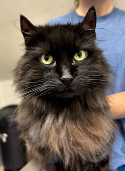 Rescue Domestic Long Hair Cats for Adoption in Beacon, New York - Vicky | PetCurious