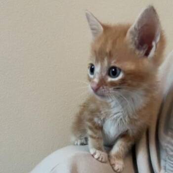Invisible Man 30 -  Domestic Short Hair Cat for Adoption in Austin, Texas - Invisible Man 30 | PetCurious