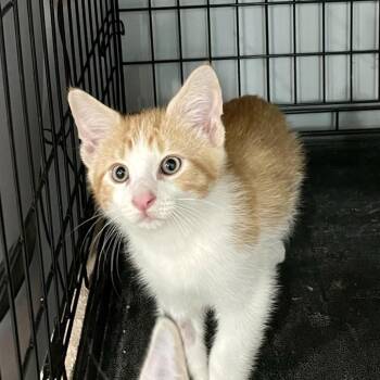 Hermes -  Domestic Short Hair Cat for Adoption in Fairmont, West Virginia - Hermes | PetCurious
