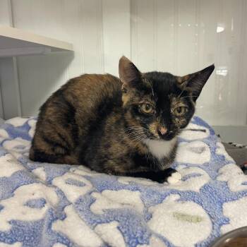 Beans -  Domestic Short Hair Cat for Adoption in Prescott, Arizona - Beans | PetCurious