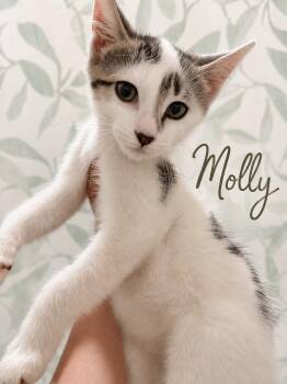Molly -  American Shorthair Cat for Adoption in Paulina, Louisiana - Molly | PetCurious