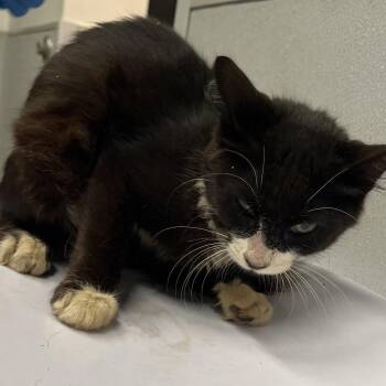 Socks -  Domestic Short Hair Cat for Adoption in Tampa, Florida - Socks | PetCurious
