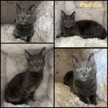 Puddin -  Domestic Short Hair Cat for Adoption in Windy Hills, Kentucky - Puddin | PetCurious