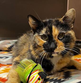 Domestic Short Hair Cats Available for Adoption in Logan, Utah - Eggo | PetCurious