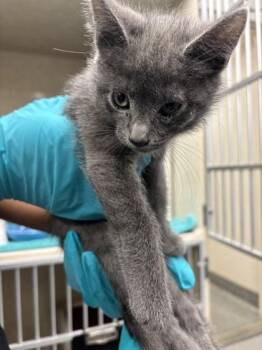 Seven Nation Army -  Domestic Short Hair Cat for Adoption in Bellevue, Washington - Seven Nation Army | PetCurious