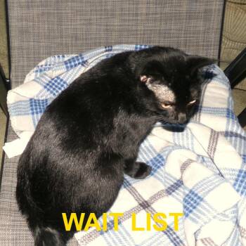 Domestic Short Hair Cats Available for Adoption in Livingston, Texas - Midnight | PetCurious