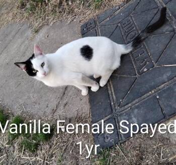 Domestic Short Hair Cats Available for Adoption - Vanilla  | PetCurious