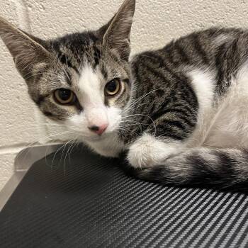 Boggle -  Domestic Short Hair Cat for Adoption in Bristol, Indiana - Boggle | PetCurious