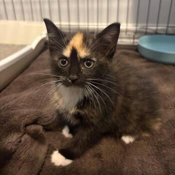 Onyxia -  Domestic Short Hair Cat Available for Adoption in Columbia, Missouri - Onyxia | PetCurious