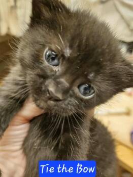 Rescue Domestic Short Hair Cats for Adoption in Poplar Grove, Illinois - Tie The Bow | PetCurious