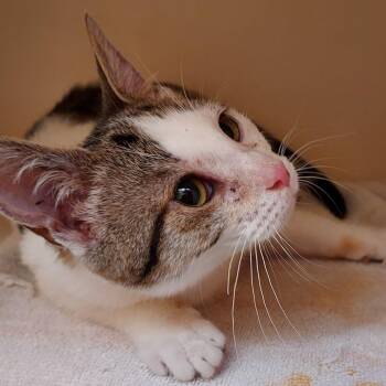 Domestic Short Hair Cats Available for Adoption in Dayton, Ohio - Mackeral | PetCurious