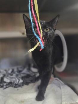 Harvest Moon -  Domestic Short Hair Cat for Adoption in Westland, Michigan - Harvest Moon | PetCurious