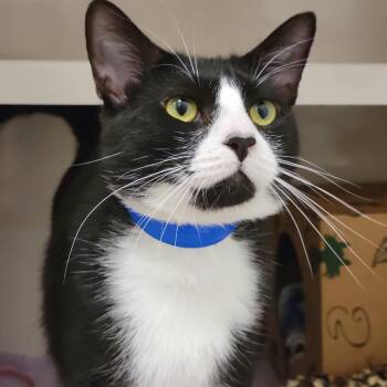 Mcintosh -  Domestic Short Hair Cat for Adoption in Sarasota, Florida - Mcintosh | PetCurious