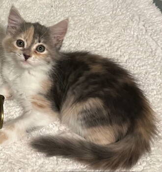 Rescue Domestic Medium Hair Cats for Adoption in Antioch, California - Sophie | PetCurious