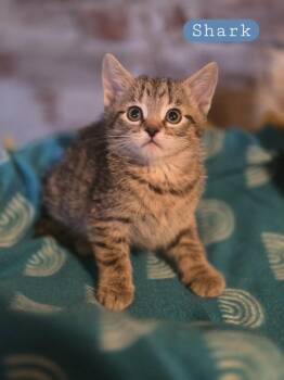 Domestic Short Hair Cats Available for Adoption - Shark | PetCurious