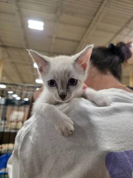 Shakira -  Siamese Cat for Adoption in Buford, Georgia - Shakira | PetCurious
