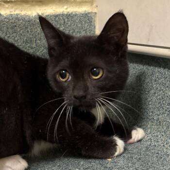 Marsha -  Domestic Short Hair Cat for Adoption - Marsha | PetCurious