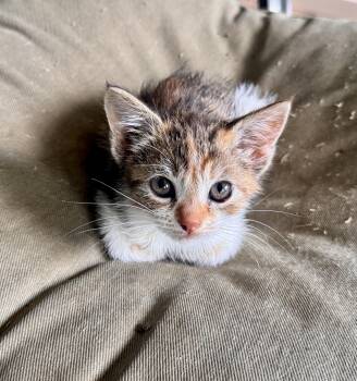 Domestic Short Hair Cats Available for Adoption in Beaverton, Oregon - Raine | PetCurious