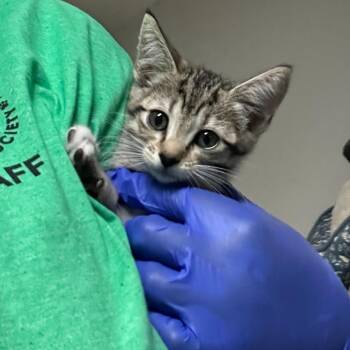 Corvette -  Domestic Short Hair Cat for Adoption - Corvette | PetCurious