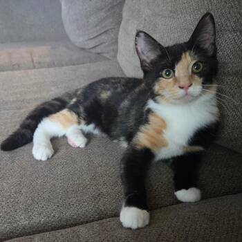Pippi "pip" -  Domestic Short Hair Cat for Adoption in Ephrata, Pennsylvania - Pippi "pip" | PetCurious