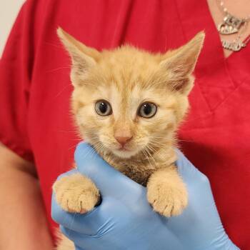 Tang -  Domestic Short Hair Cat for Adoption in Middletown, New York - Tang | PetCurious