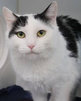 Daisy Duck (at Smitten Kitten) -  Domestic Short Hair Cat for Adoption in Fishers, Indiana - Daisy Duck (at Smitten Kitten) | PetCurious