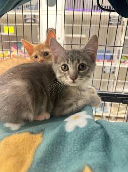 Domestic Short Hair Cats Available for Adoption in Johnson City, Tennessee - Dorito (Lakeview) | PetCurious