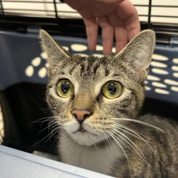 Domestic Short Hair Cats Available for Adoption in Newark, New Jersey - Lacie | PetCurious