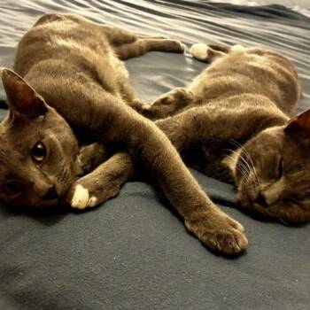 Corn Flake -  Russian Blue Cat for Adoption in Tampa, Florida - Corn Flake | PetCurious