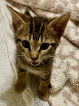 Domestic Short Hair and American Bobtail Cats Available for Adoption in Sebastian, Florida - Beowulf | PetCurious