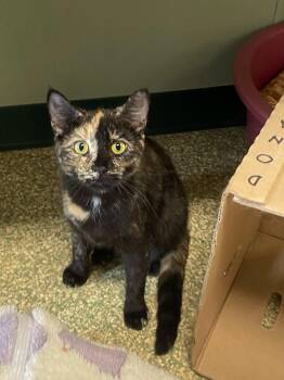 Tozzi -  Domestic Short Hair Cat for Adoption in Warwick, Rhode Island - Tozzi | PetCurious