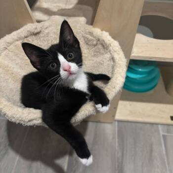 Countess -  Domestic Short Hair Cat for Adoption in Bulverde, Texas - Countess | PetCurious