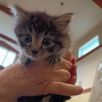 Domestic Short Hair Cats Available for Adoption in Roanoke, Virginia - Teacup | PetCurious