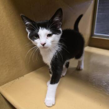 Kelly -  Domestic Short Hair Cat for Adoption in Myrtle Beach, South Carolina - Kelly | PetCurious