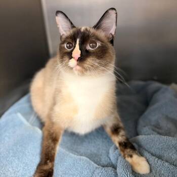 Thistle -  Domestic Short Hair Cat for Adoption in Spokane, Washington - Thistle | PetCurious