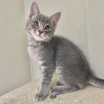 Rescue Domestic Medium Hair Cats for Adoption in Cambria, California - Elmore | PetCurious