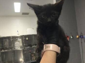 Domestic Short Hair Cats Available for Adoption in Thousand Palms, California - RIN | PetCurious