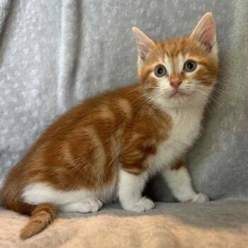 Rescue Domestic Short Hair and Tabby Cats for Adoption in La Grange, Kentucky - Tokyo | PetCurious