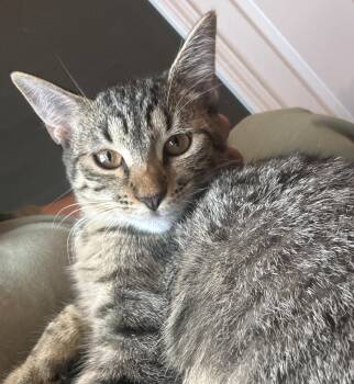 Miso -  Domestic Short Hair Cat for Adoption in Mayfield, New York - Miso | PetCurious