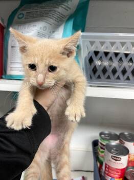 Pistachio -  Domestic Short Hair Cat for Adoption in Troy, Ohio - Pistachio | PetCurious
