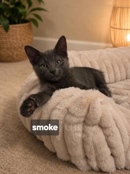 Smoke -  Domestic Short Hair and Tabby Cat for Adoption - Smoke | PetCurious