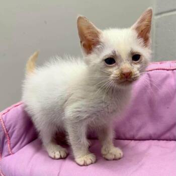 Casper -  Siamese and Domestic Short Hair Cat for Adoption in Madison, Wisconsin - Casper | PetCurious