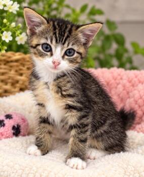 Peppermint Patty -  Domestic Short Hair Cat for Adoption in Chattanooga, Tennessee - Peppermint Patty | PetCurious
