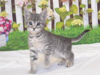 Domestic Short Hair Cats Available for Adoption in Oroville, California - BLAKE | PetCurious