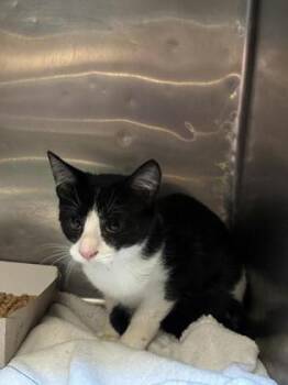 Justin Bieber -  Domestic Medium Hair Cat for Adoption in El Paso, Texas - Justin Bieber | PetCurious