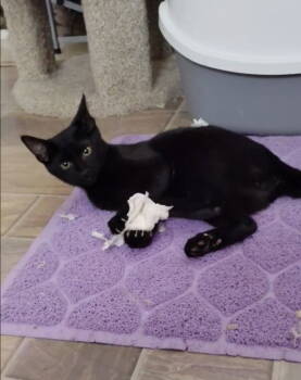 Rescue Domestic Short Hair Cats for Adoption in Walnut Creek, California - Coleslaw | PetCurious