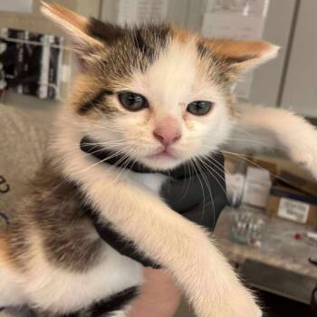 Rescue Domestic Short Hair Cats for Adoption in Huntington, West Virginia - Bloom | PetCurious